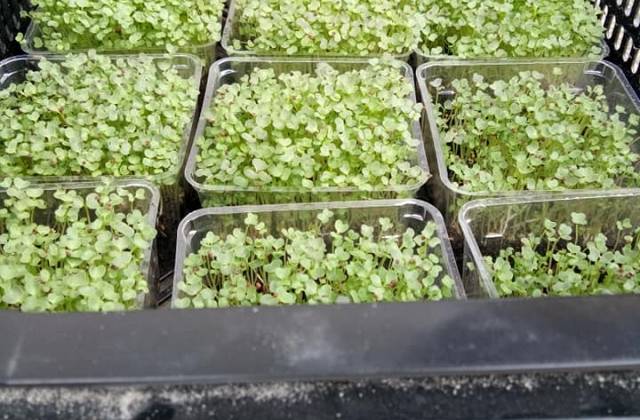 Microgreens