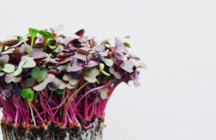 Indoor Microgreens