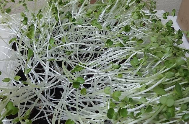 Microgreens