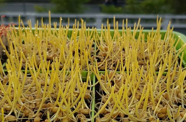 Microgreens