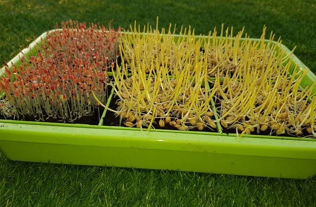 Microgreens