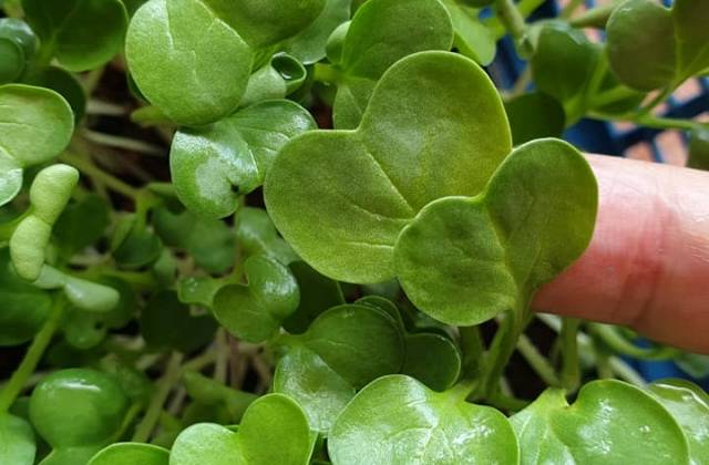 Microgreens