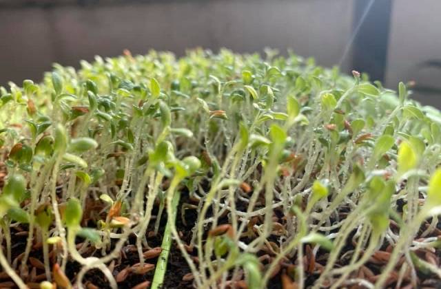 Microgreens