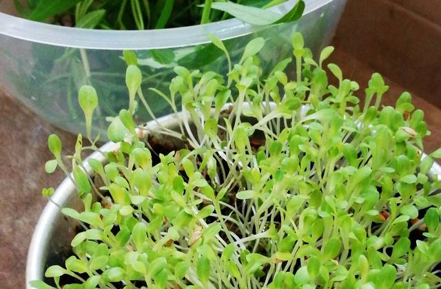 How Do Microgreens Regrow After Cutting?