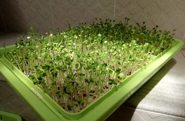 Microgreens