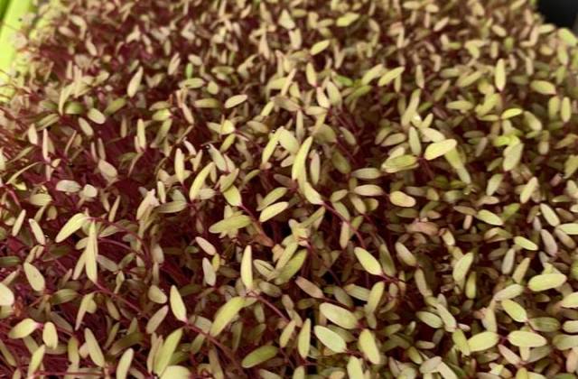 How Long Do Microgreens Last?