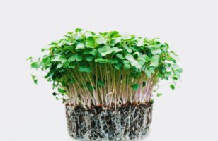 Indoor Microgreens