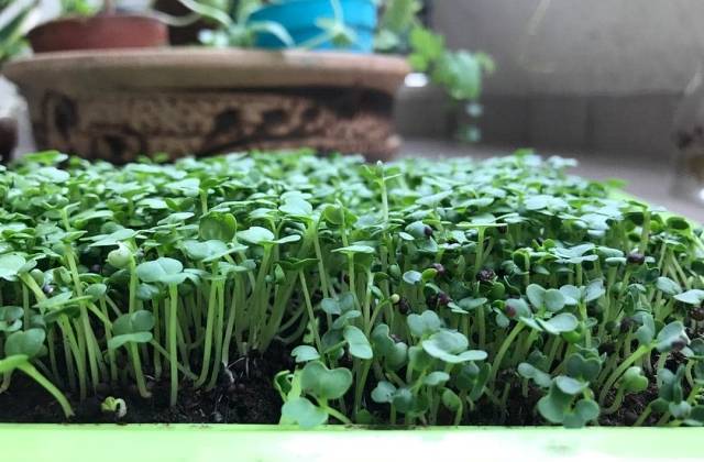 Microgreens