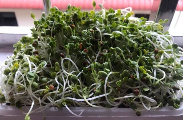 What Are the Health Benefits of Microgreens?