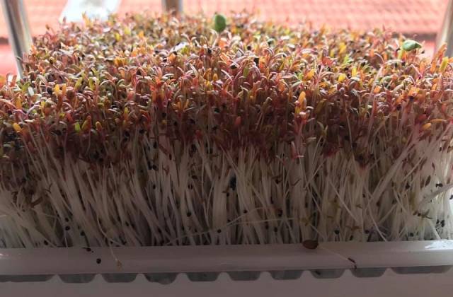 Microgreens