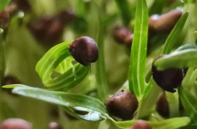 Microgreens