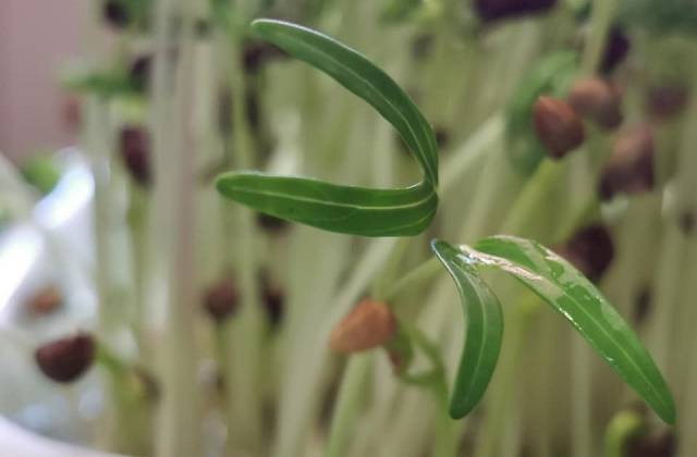 What is the Healthiest Microgreen?