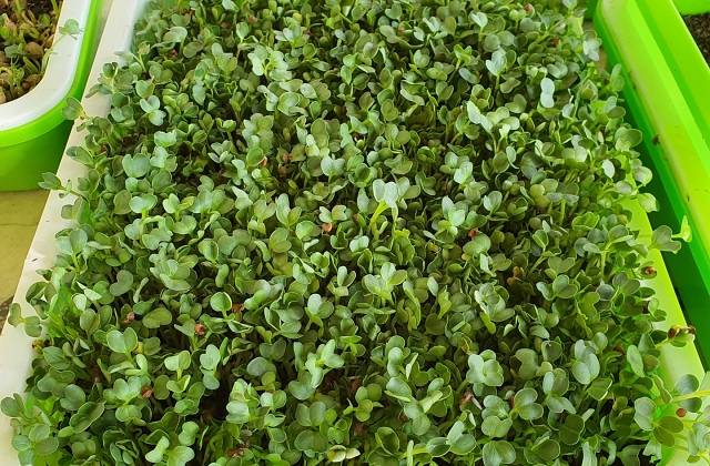 Microgreens