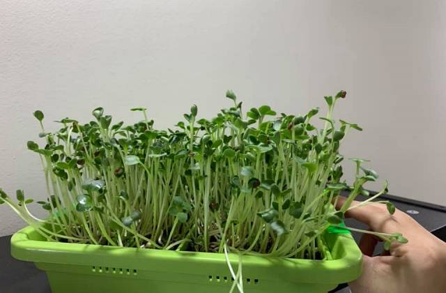 Microgreen Growing Kits