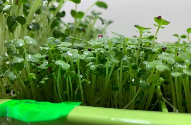 Which is Healthier Sprouts Or Microgreens?