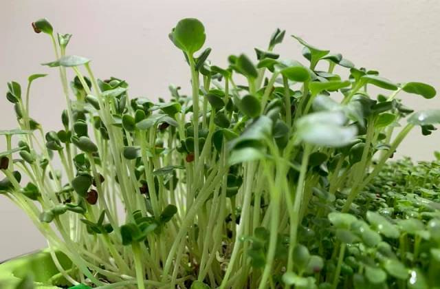 Microgreens