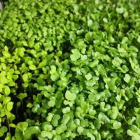 Which Microgreens Are the Healthiest?