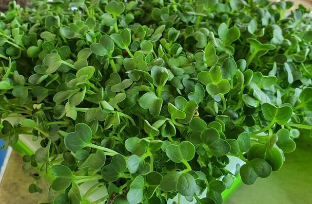 Microgreens