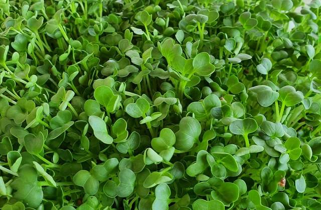 Growing Microgreens