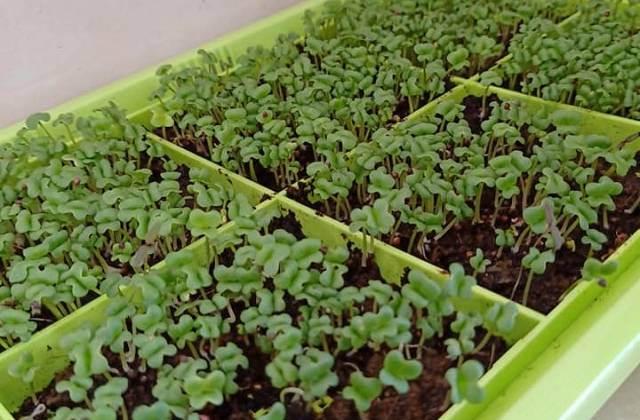 Microgreen Growing Kits