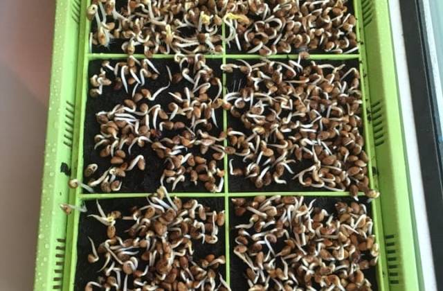 Microgreen seeds