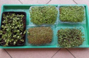 Micro Polybeans The Benefits Of Microgreens And Mung Beans