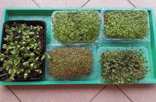 The Benefits Of Microgreens And Mung Beans